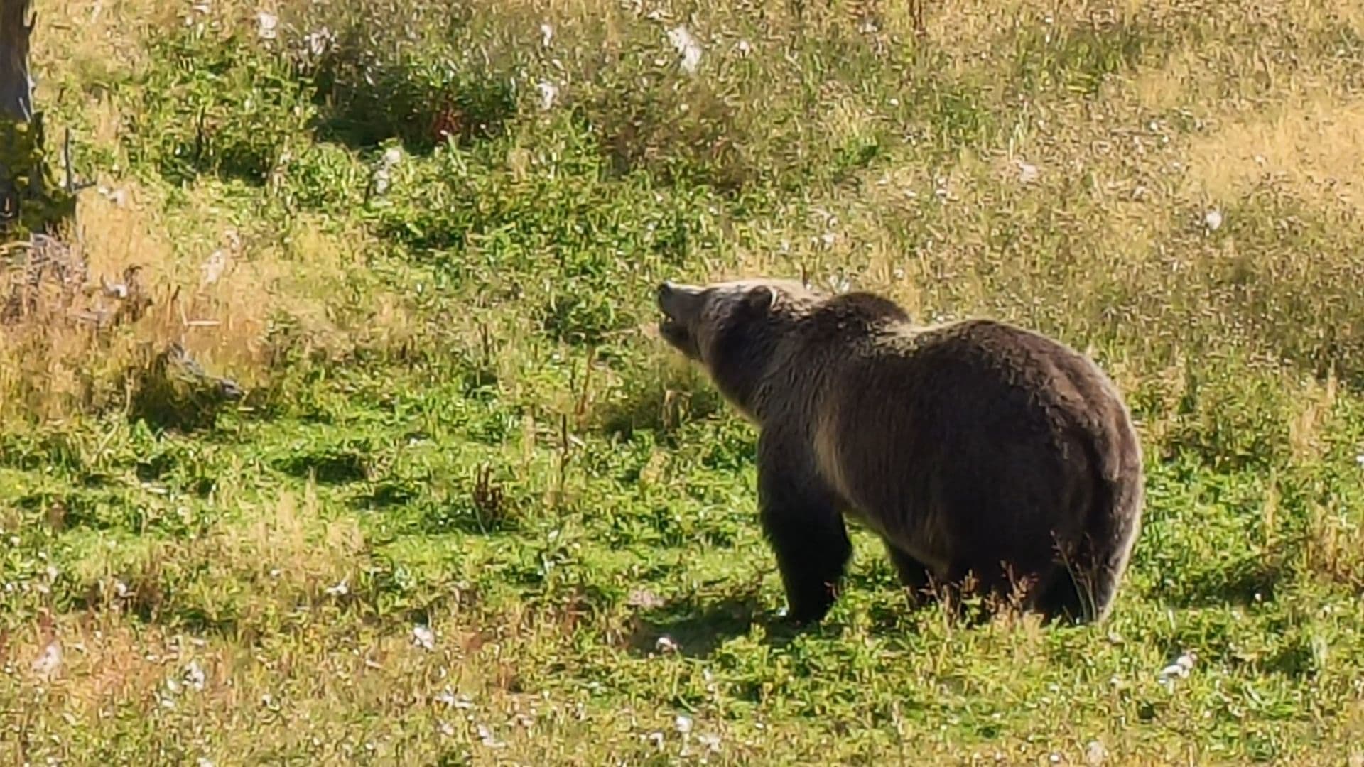 Yellowstone National Park - photograph 4